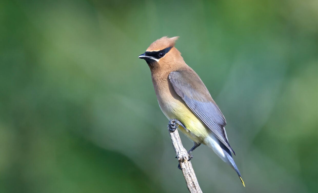 A Cedar Waxwing bird with brown, yellow, and gray feathers perches on a thin branch against a blurred green background.