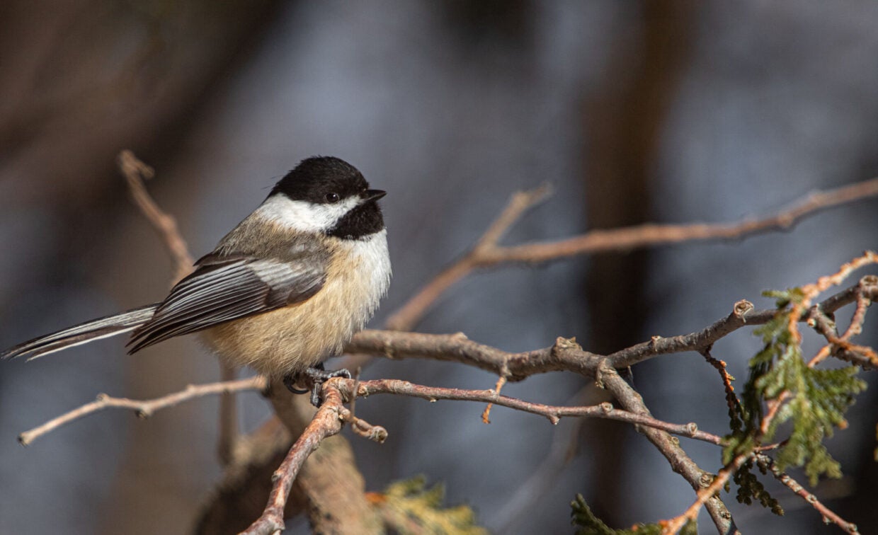A small black-capped chickadee perches on a thin, bare branch with blurred branches and leaves in the background.