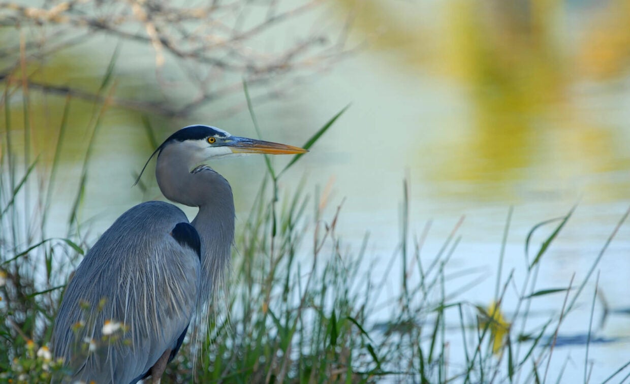 A great blue heron stands among tall grass near the edge of a calm body of water, with blurred branches and reflections in the background.