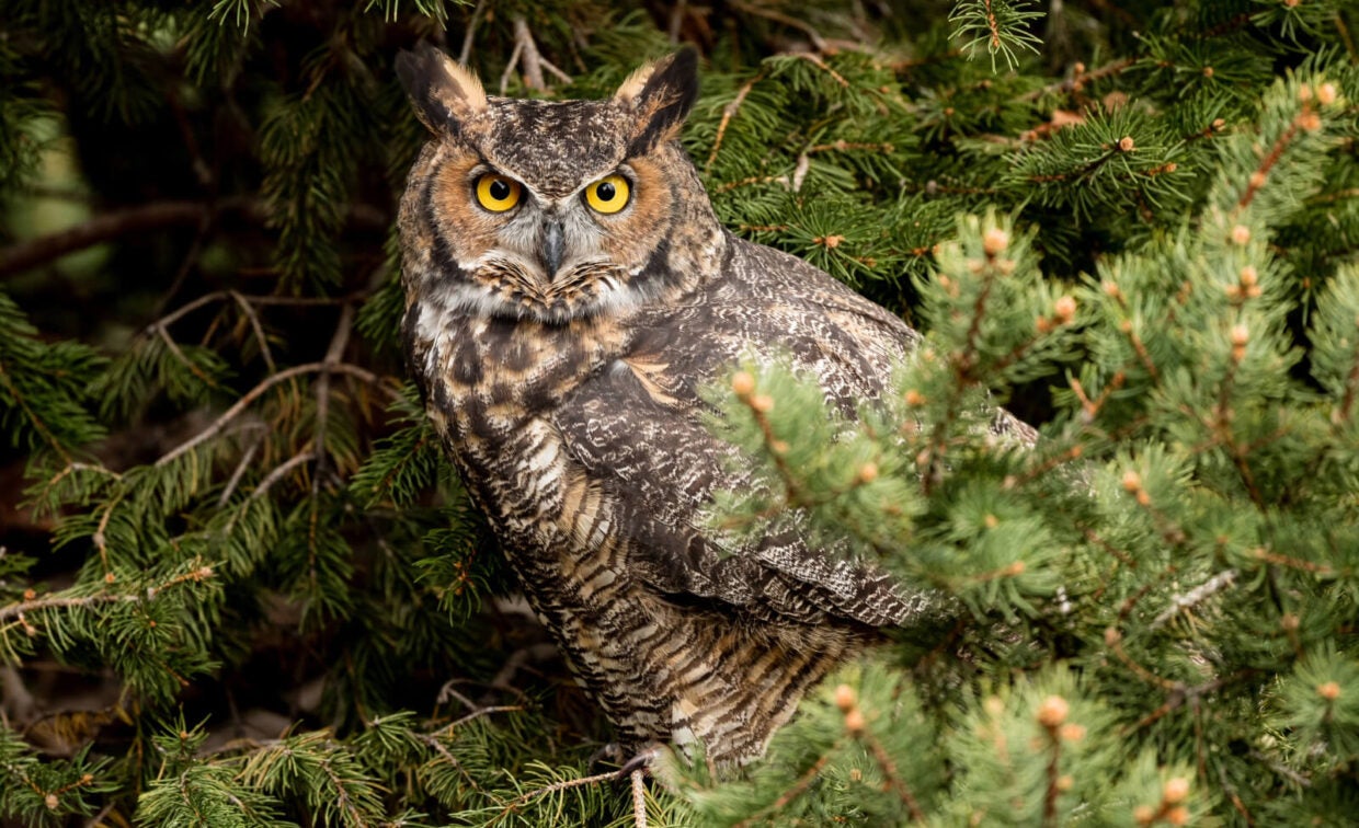 A great horned owl with yellow eyes is perched among dense green pine branches, facing forward and blending into its surroundings.
