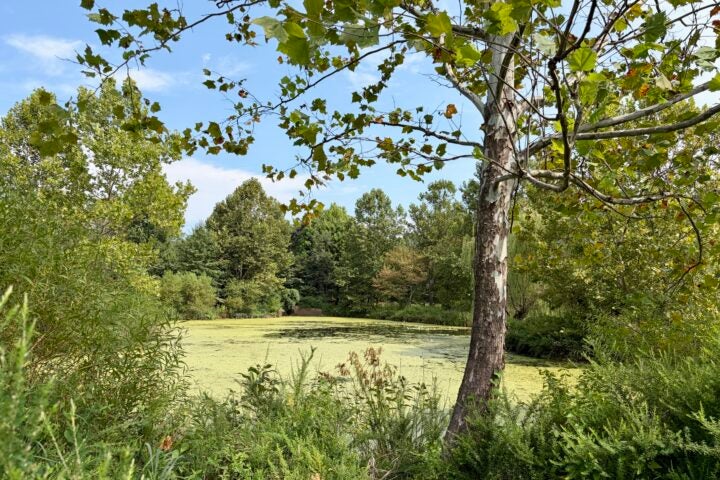 A tree stands in front of a small pond covered with green algae, surrounded by dense greenery and trees under a blue sky.