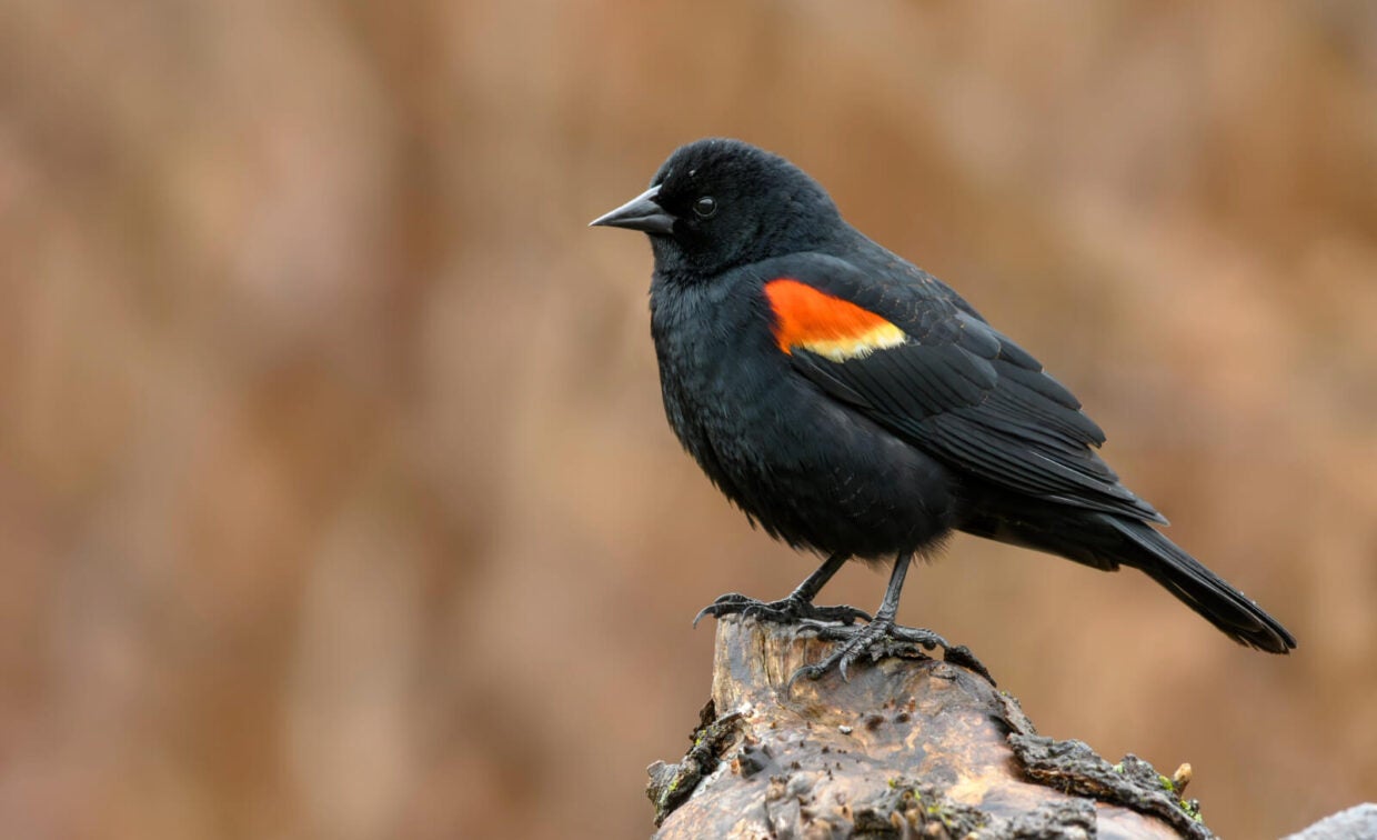 A black bird with a red and yellow patch on its wing perches on a piece of wood against a blurred brown background.