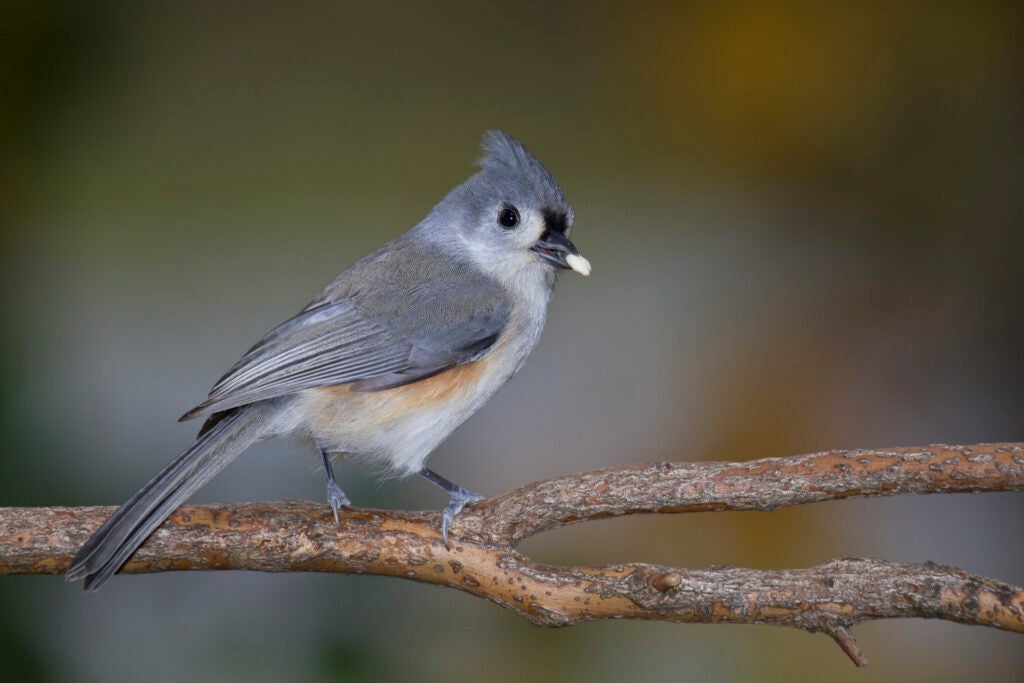 A small gray bird with a tufted head perches on a branch, holding a white seed in its beak against a blurred background.