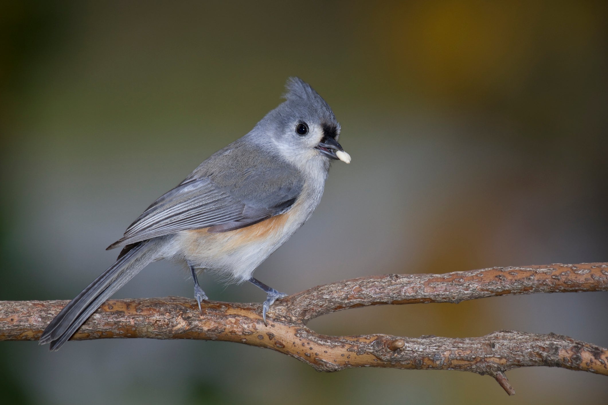 Every Bird Counts: Family Bird Walk