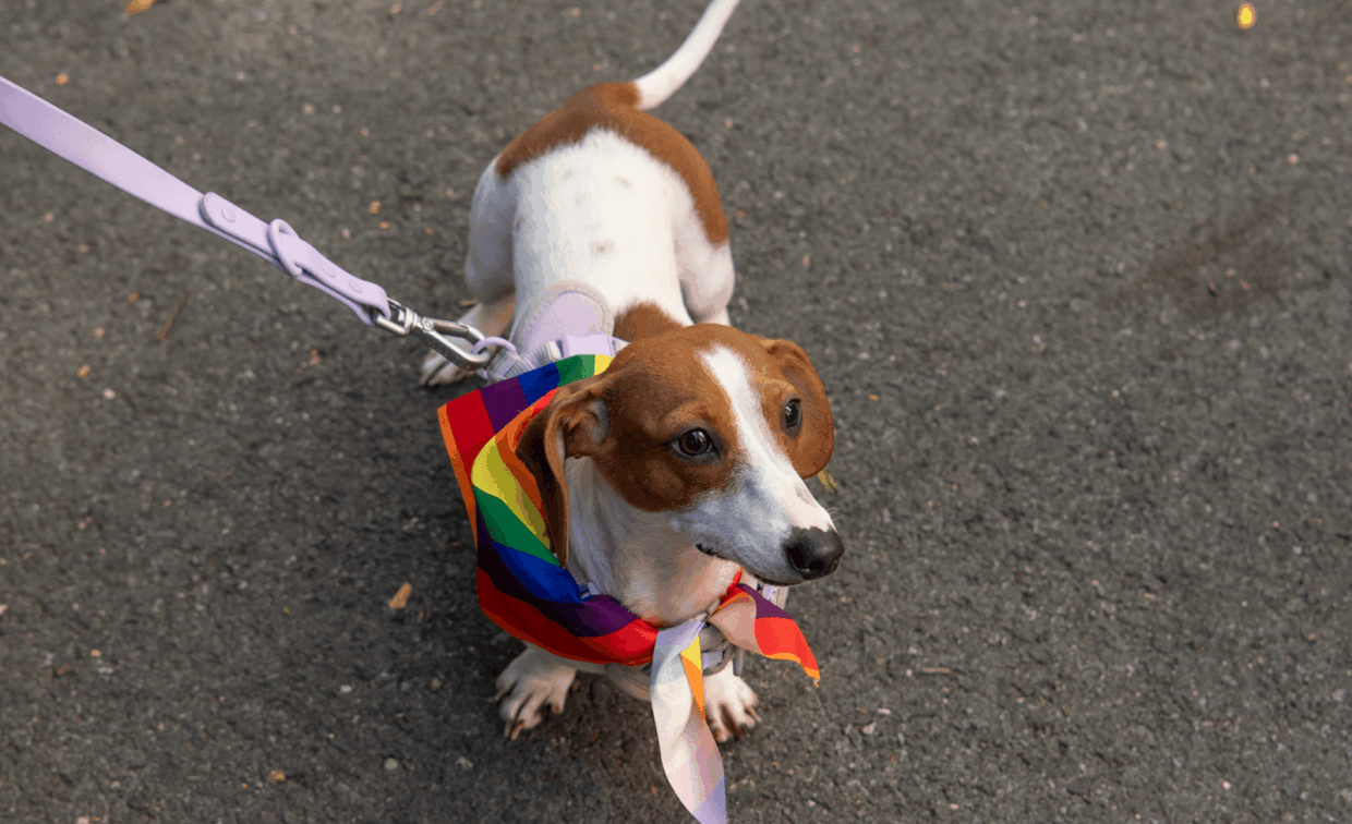 A small white and brown dog wearing a rainbow-patterned bandana and a lavender leash.