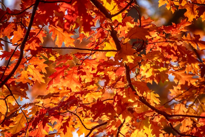 Bright orange and red oak leaves on tree branches in autumn.
